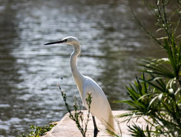 Närbild Stor Egret Bakgrunden Damm — Stockfoto