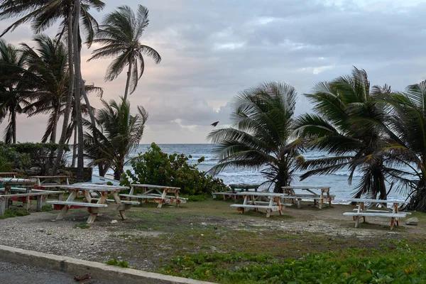 Tomma Bänkarna Och Böljande Kokosnötsträd Den Blåsiga Stranden — Stockfoto