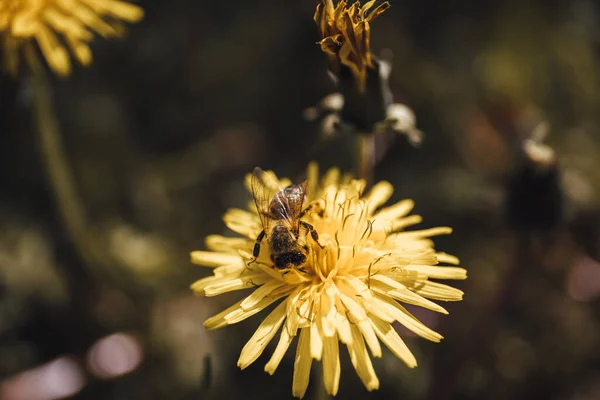 Closeup Eastern Honey Bee Common Dandelion Apis Cerana — Stock Photo, Image