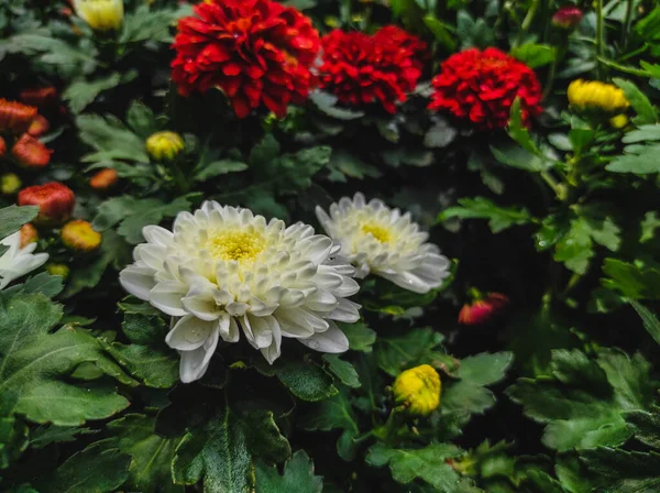 Selektivt Fokusskud Hvide Røde Krysantemum Blomster - Stock-foto
