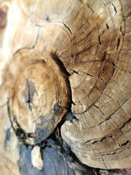 Ένα Κάθετο Κοντινό Πλάνο Μιας Ραγισμένης Υφής Κορμού Δέντρου — Φωτογραφία Αρχείου