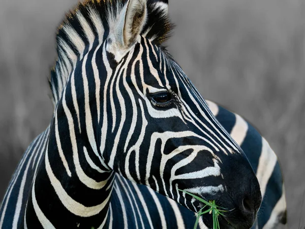 Close Uma Zebra Sobre Fundo Borrado Preto Branco — Fotografia de Stock