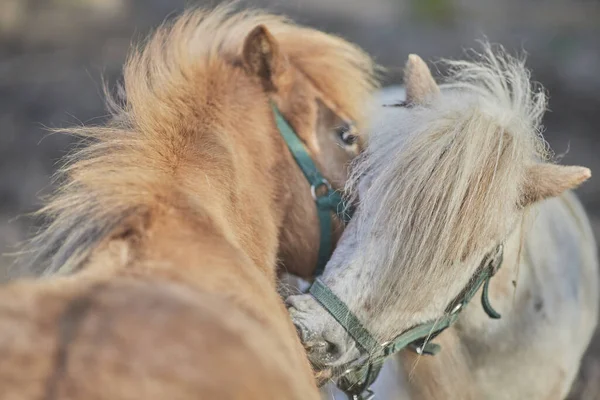 美しい晴れた日に畑で2頭の馬が互いを嗅ぎ 背景がぼやけている — ストック写真