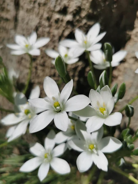 Bahçede Büyüyen Bir Beytüllahim Yıldızı Nın Ornithogalum Umbellatum Dikey Yakın — Stok fotoğraf