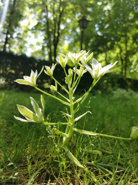 伯利恒之星 Ornithogalum Umbellatum 花朵在花园生长的垂直特写 — 图库照片