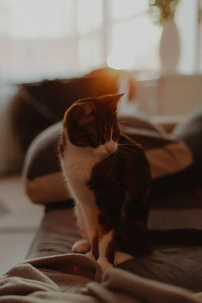 Kot Siedzący Kanapie Pokoju — Zdjęcie stockowe