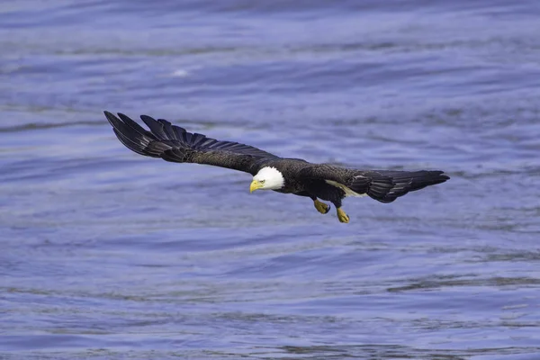 Ein Weißkopfseeadler Fliegt Auf Einem Blauen Meer Und Versucht Ein — Stockfoto
