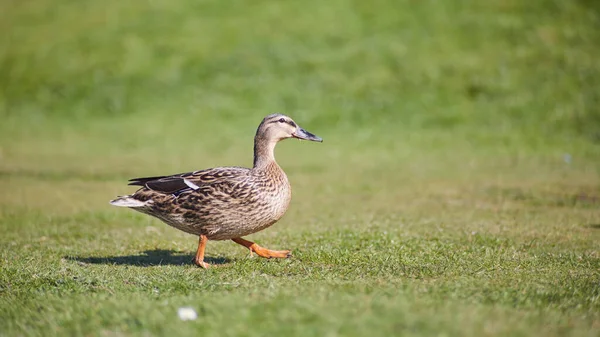 Gros Plan Colvert Marchant Sur Herbe Sous Lumière Soleil — Photo