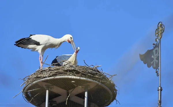 Couple Wihite Storks Ciconia Ciconia Nest Chuch Roof Upper Swabia — Stock Photo, Image