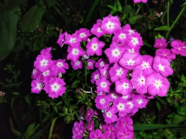 Zbliżenie Ujęcie Purpurowych Phlox Kwiaty Kwitnące Ogrodzie — Zdjęcie stockowe