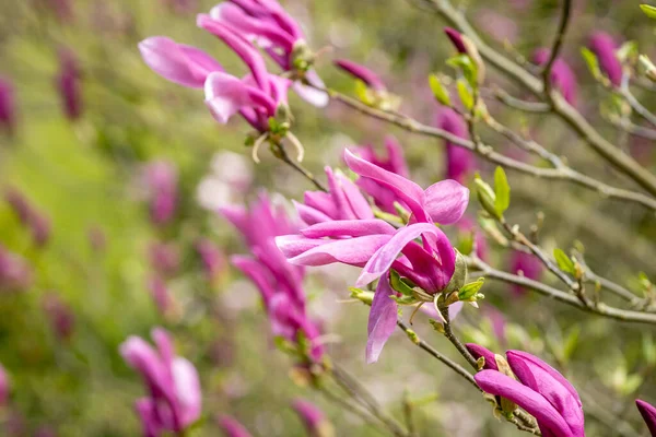 Eine Nahaufnahme Von Magnolienblüten Einem Park — Stockfoto