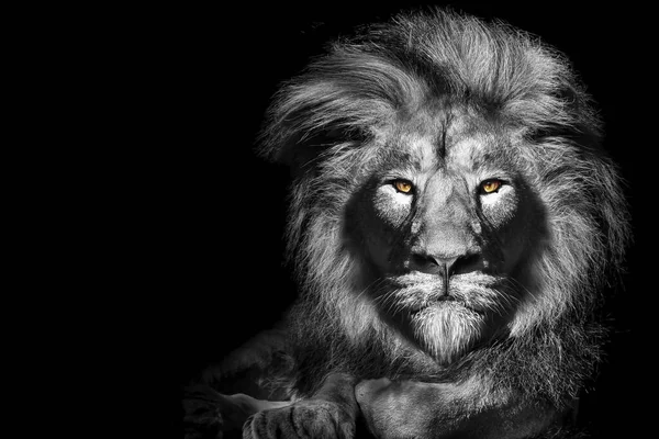 Illustration Gros Plan Lion Allongé Avec Des Yeux Jaunes Sur — Photo