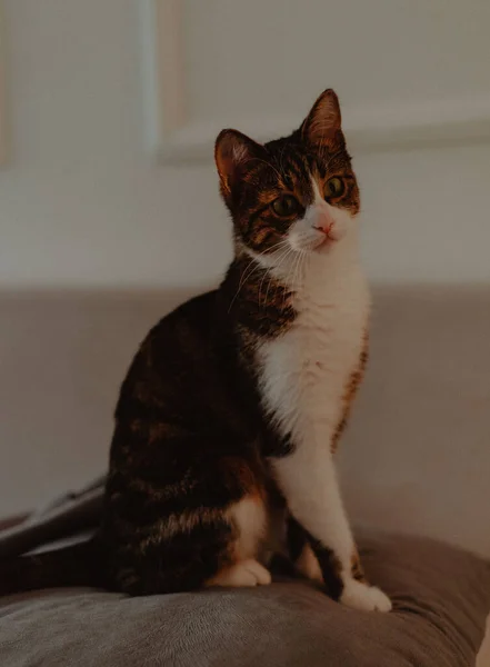 Gato Sentado Travesseiro Cinza Sofá — Fotografia de Stock
