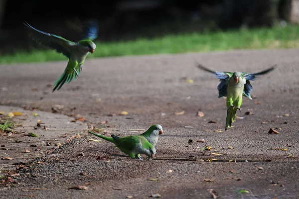 一群和尚鹦鹉在朦胧的背景下飞来飞去 — 图库照片