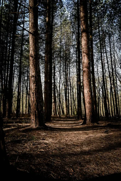 Vertikální Záběr Lesa Obrovskými Stromy Během Dne Stupních Šedi — Stock fotografie