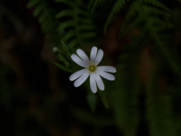 Eine Nahaufnahme Der Weißen Lebendigen Stellaria Blume Vor Dem Verschwommenen — Stockfoto