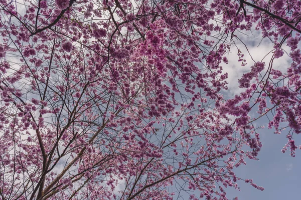 Cherry Blossoms Munich Olympic Park View Cherry Blossoms Cherry Blossoms — Stock Photo, Image