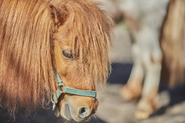 Närbild Ett Huvud Brun Haflinger Häst — Stockfoto