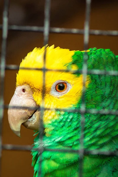 Disparo Vertical Loro Verde Amarillo Una Jaula Detrás Las Barras —  Fotos de Stock