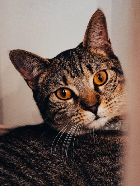 Срібна Кішка Таббі Портретом Жовтих Очей — стокове фото
