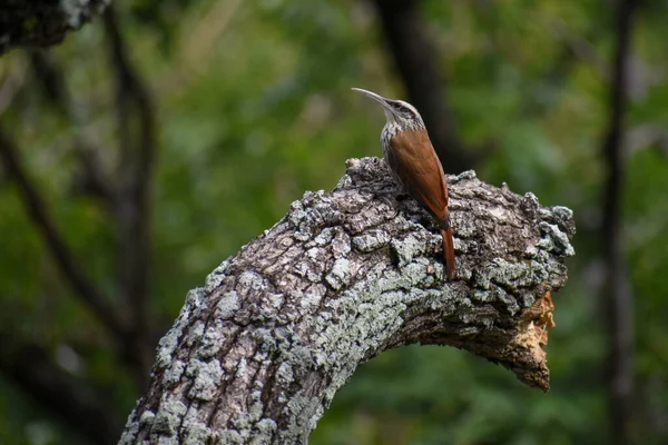 Buenos Aires Bir Ağaçta Dar Gagalı Oduncu Lepidocolaptes Angustirostris — Stok fotoğraf
