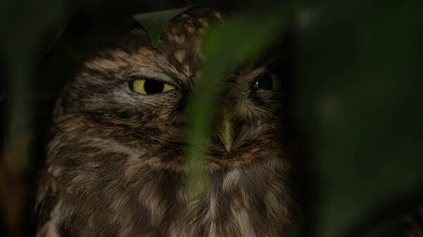 A Little Owl (Athene noctua) nocturnal bird looking in the camera