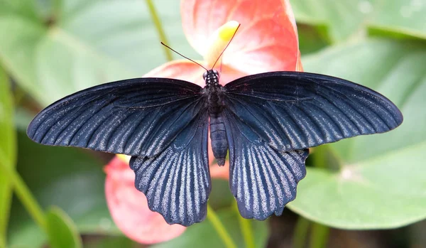 Makroaufnahme Eines Schwarzen Papilio Der Auf Einer Roten Blume Mit — Stockfoto