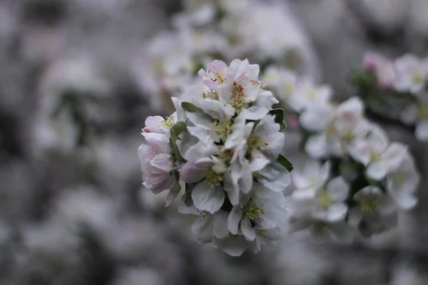 Selective Focus Shot White Blossoms Tree — Stockfoto