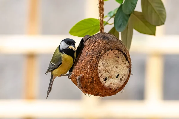Great Tit Beautiful Bird Eating Garden — Foto de Stock