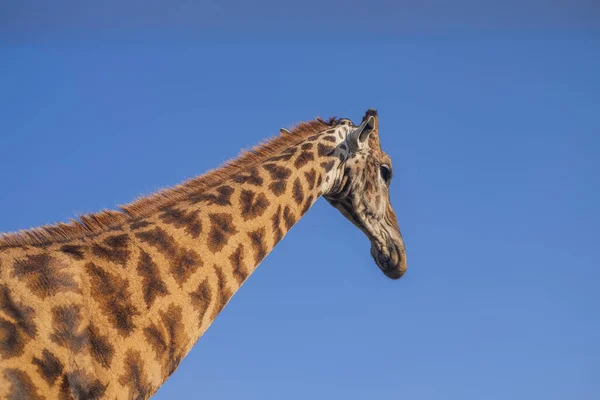Низкий Угол Снимка Длинношейного Дикого Жирафа Фоне Голубого Неба — стоковое фото