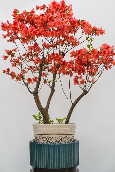 Tiro Vertical Uma Árvore Bonsai Florescendo Pote Contra Fundo Parede — Fotografia de Stock