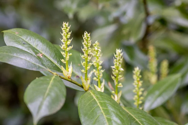 Primer Plano Planta Salix Hastata Parque — Foto de Stock