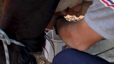 Deneyimli bir mandıracı süt için inek sağıyor.