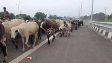 Hindistan 'da keçi sürüsü, Hindistan' da keçi sürüsü