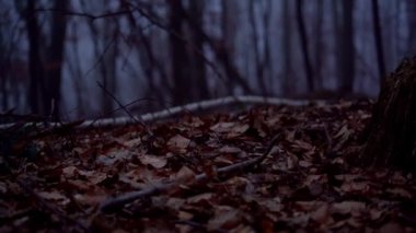 Melibokus Tepesi 'ndeki kasvetli ormanda.