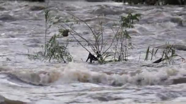 南非一场暴雨后被污染的瓦尔河泛滥 — 图库视频影像