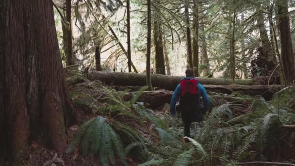 Excursionista Caminando Por Sendero Cathedral Grove Old Vancouver Island Columbia — Vídeo de stock