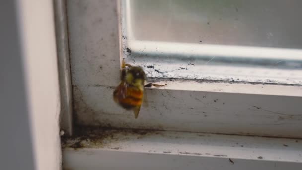 Nahaufnahme Einer Maurerbiene Osmia Bicornis Auf Der Fensterbank — Stockvideo