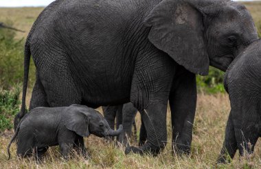 Fil ailesinin yakın plan fotoğrafı.