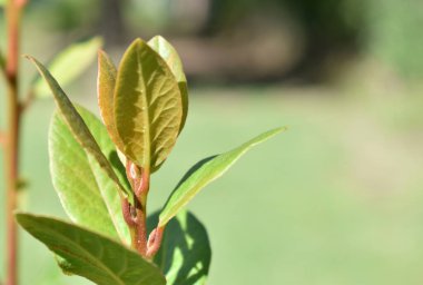 Odaklanamayan bir çalılığın yeşil yaprakları ve doğal gün ışığı