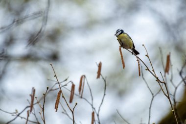 A closeup shot of a great tit perched on a branch