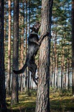 Ağaca tırmanan Avustralyalı Kelpie