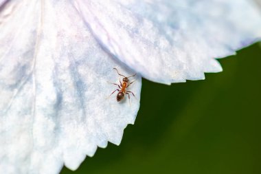 Karınca, Dolichoderus quadripunctatus, baharda beyaz bir çiçek üzerinde yürür.