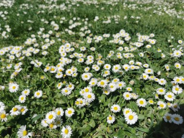 Parktaki bir tarlada güzel beyaz papatya çiçeklerinin manzarası.