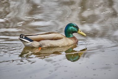 Gölde yüzen şirin bir ördeğin yakın çekimi.