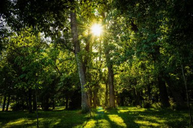 Yoğun yapraklarla kaplı güzel bir ağaç manzarası ve yaprakların arasından parlayan güneş.