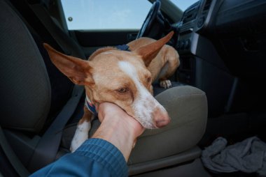 Arabada bir Endülüs köpeğinin namlusunu tutan bir elin yakın plan çekimi.