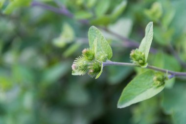 Arjantin 'in Cordoba dağlarında yetişen dulavrat yaprakları.