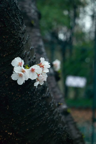 Primer Plano Vertical Las Hermosas Flores Blancas Temporada Flores Cerezo —  Fotos de Stock