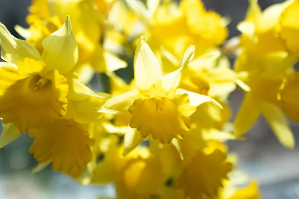 Foco Selectivo Flores Narciso Amarillo — Foto de Stock